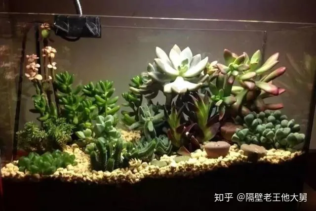 新手向大佬勿喷 手动狗头 如何养多肉的技巧图解，10个新手养多肉的秘诀！