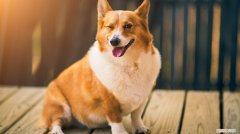 柯基长到几个月定型，柯基几个月算成犬，柯基几个月才算成犬呢