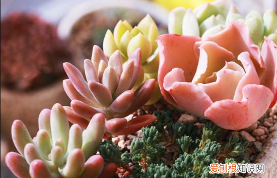 多肉叶片特点，多肉养护有技巧，这4个技巧实用，叶片肉质感强，生机勃勃
