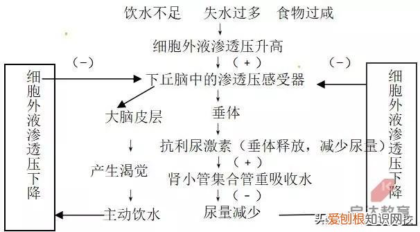 高中生物必修三动物和人体生命活动的调节，高中生物学习方法：动物和人体生命活动的调节知识点总结