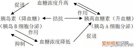高中生物必修三动物和人体生命活动的调节，高中生物学习方法：动物和人体生命活动的调节知识点总结