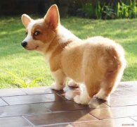 柯基犬真的要断尾吗，柯基断尾的好处，柯基断尾有什么坏处