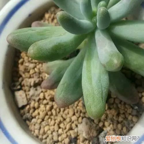 多肉植物养护小知识大全，新手的多肉养护知识，入坑肉肉的必看！