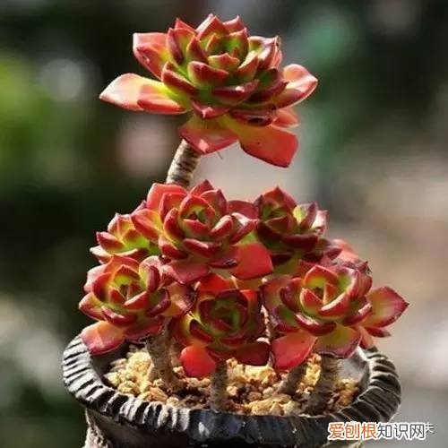 多肉植物养护小知识大全，新手的多肉养护知识，入坑肉肉的必看！