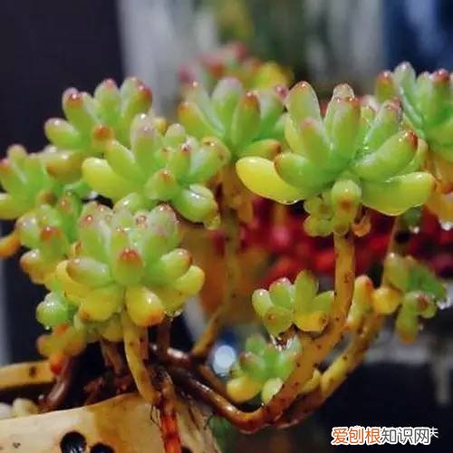 多肉植物养护小知识大全，新手的多肉养护知识，入坑肉肉的必看！