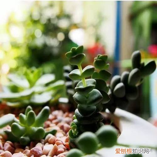 多肉植物养护小知识大全，新手的多肉养护知识，入坑肉肉的必看！