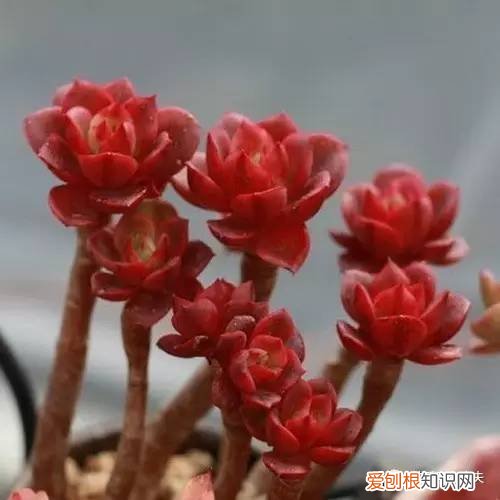 多肉植物养护小知识大全，新手的多肉养护知识，入坑肉肉的必看！