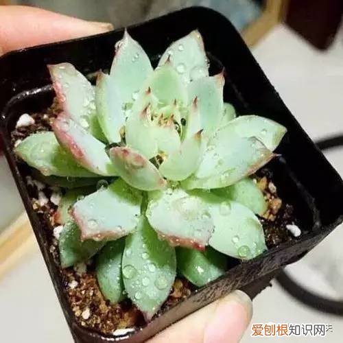 多肉植物养护小知识大全，新手的多肉养护知识，入坑肉肉的必看！