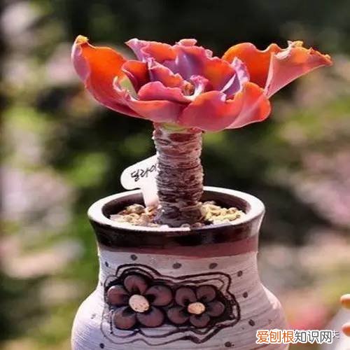 多肉植物养护小知识大全，新手的多肉养护知识，入坑肉肉的必看！