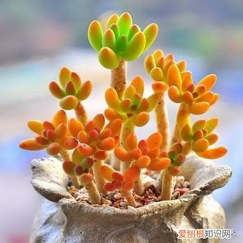 多肉植物养护小知识大全，新手的多肉养护知识，入坑肉肉的必看！