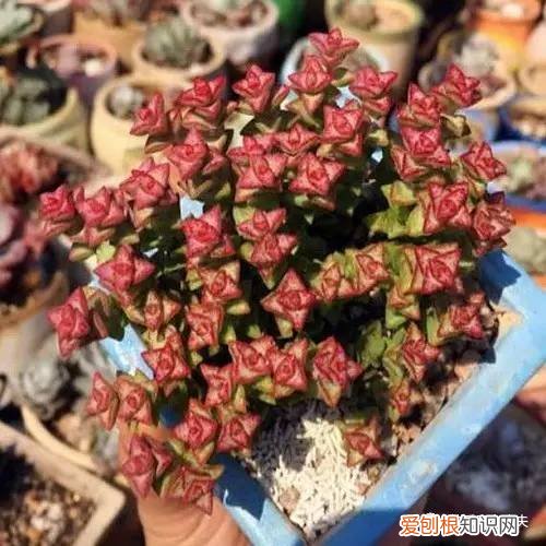 多肉植物养护小知识大全，新手的多肉养护知识，入坑肉肉的必看！