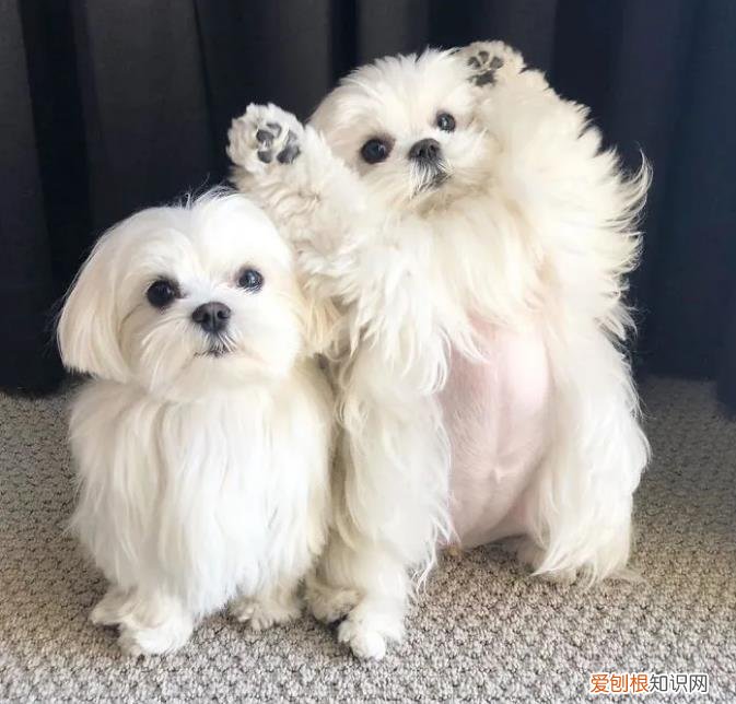 会举手的马尔济斯犬，狗狗靠着“举手”这一动作火了，马尔济斯犬小知识