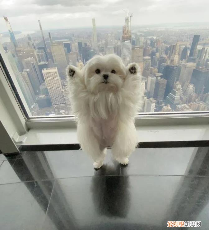 会举手的马尔济斯犬，狗狗靠着“举手”这一动作火了，马尔济斯犬小知识