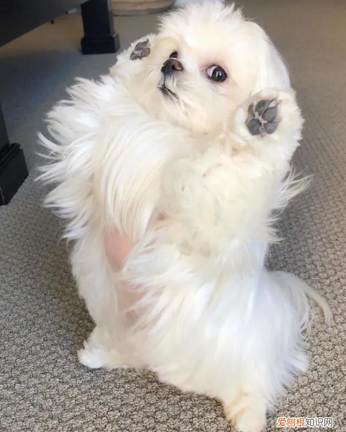会举手的马尔济斯犬，狗狗靠着“举手”这一动作火了，马尔济斯犬小知识