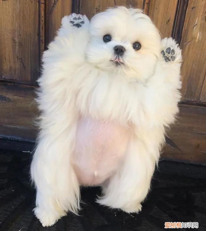 会举手的马尔济斯犬，狗狗靠着“举手”这一动作火了，马尔济斯犬小知识