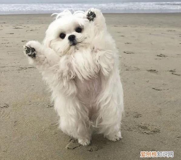 会举手的马尔济斯犬，狗狗靠着“举手”这一动作火了，马尔济斯犬小知识