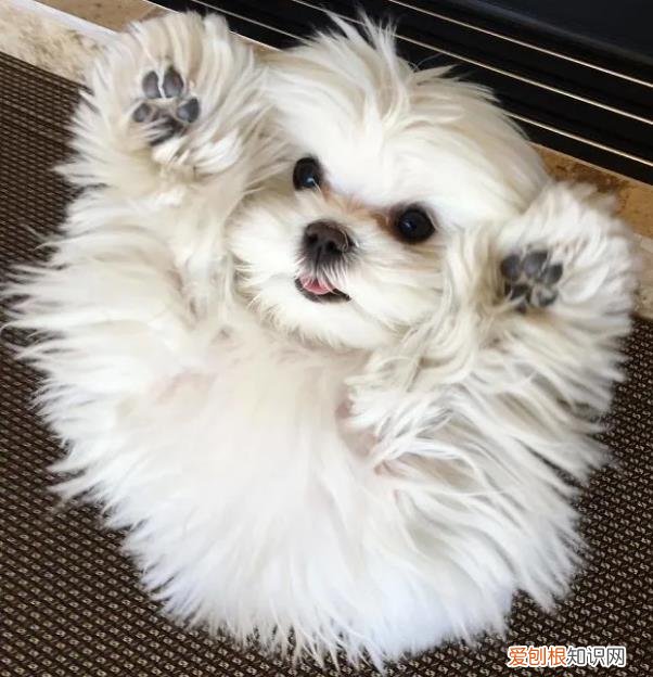 会举手的马尔济斯犬，狗狗靠着“举手”这一动作火了，马尔济斯犬小知识