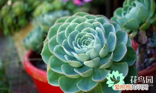 肉类花如何种植?，养殖肉质植物的方法