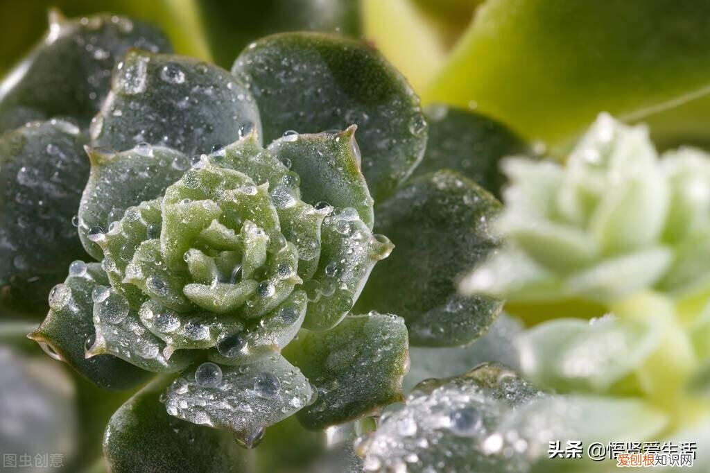 七月肉质植物保养策略，家里有肉质植物的一定要看