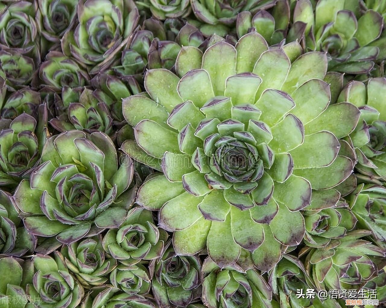 七月肉质植物保养策略，家里有肉质植物的一定要看