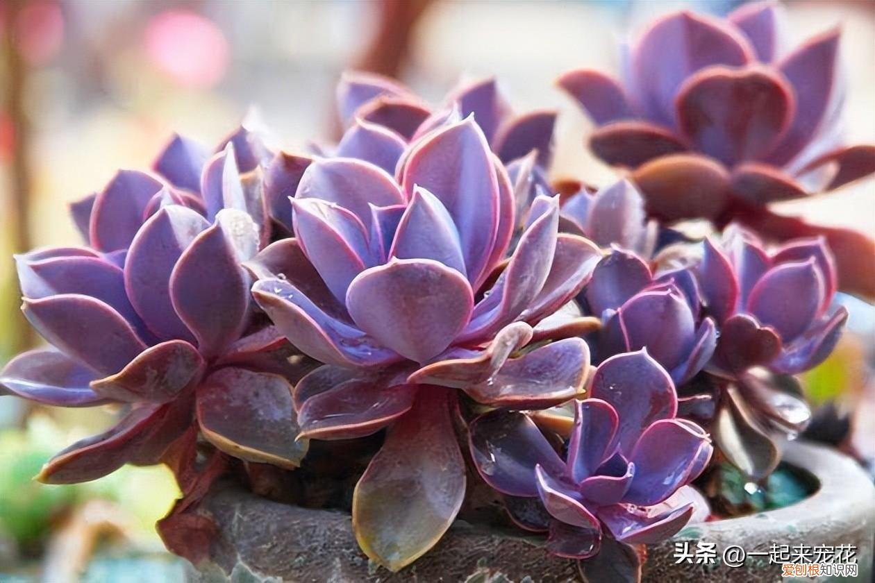 多肉叶子瘦，九十月份养多肉，简单5步，叶片长得胖乎乎，颜色也靓丽