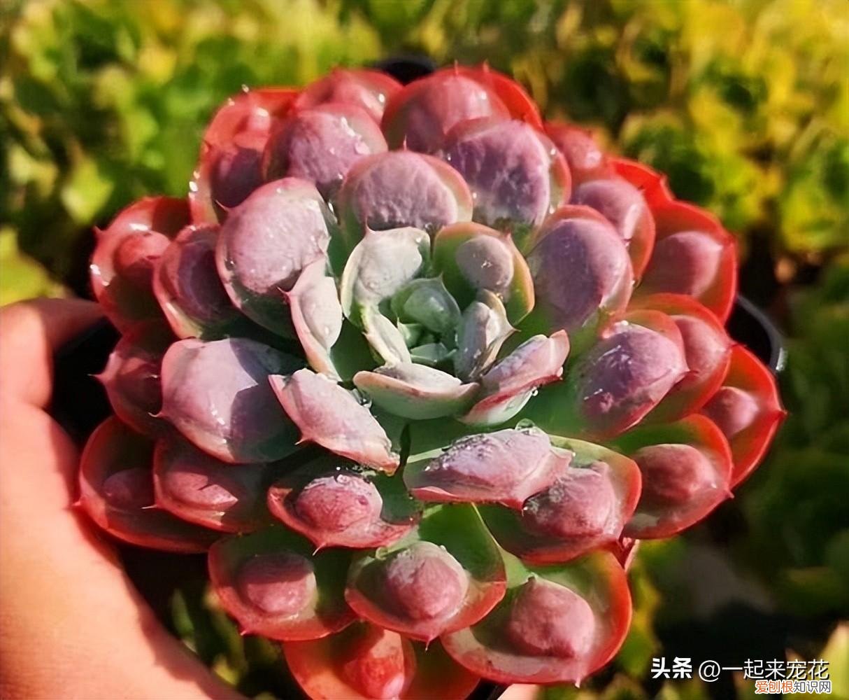 多肉叶子瘦，九十月份养多肉，简单5步，叶片长得胖乎乎，颜色也靓丽