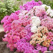 多肉花盆是什么意思，一种“小肉花”，开花多又美，家里养几盆，繁花似锦，清新又美好