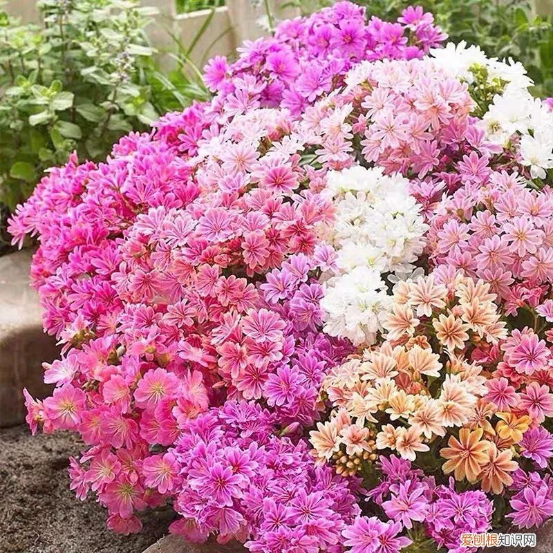 多肉花盆是什么意思，一种“小肉花”，开花多又美，家里养几盆，繁花似锦，清新又美好