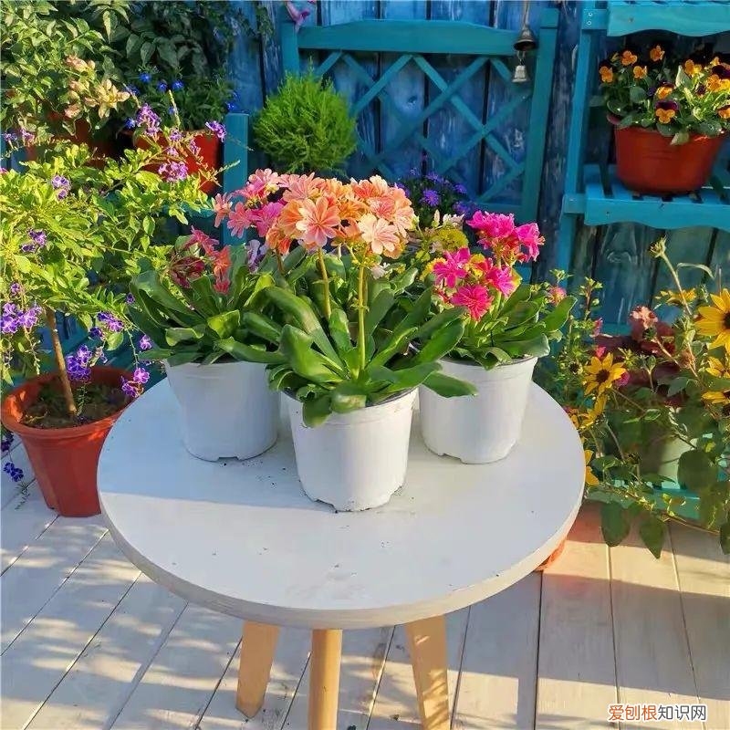 多肉花盆是什么意思，一种“小肉花”，开花多又美，家里养几盆，繁花似锦，清新又美好