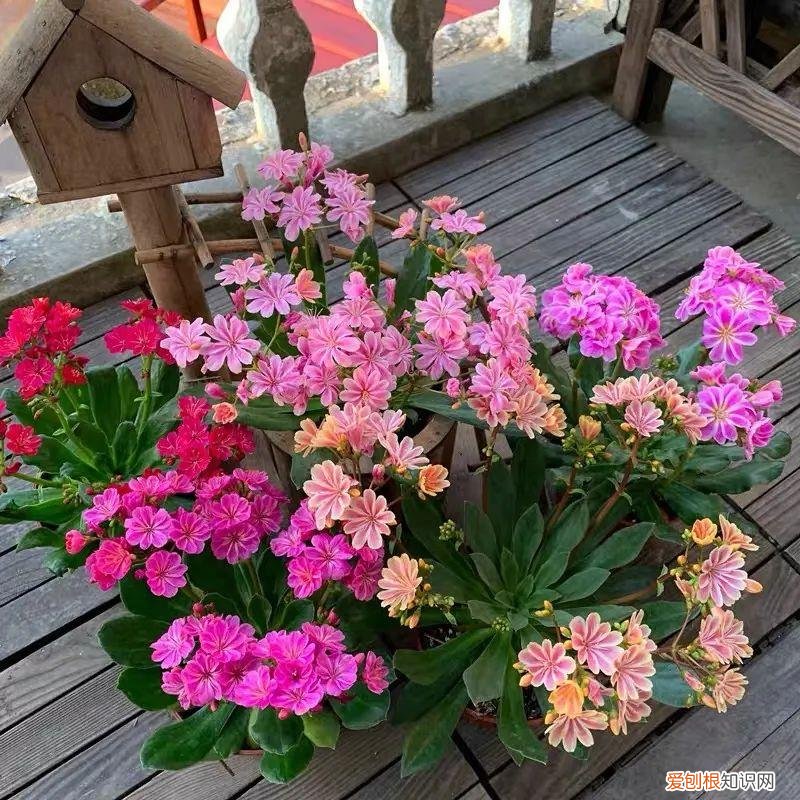 多肉花盆是什么意思，一种“小肉花”，开花多又美，家里养几盆，繁花似锦，清新又美好