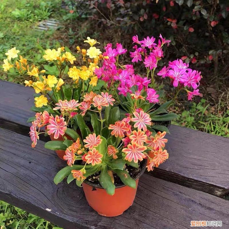 多肉花盆是什么意思，一种“小肉花”，开花多又美，家里养几盆，繁花似锦，清新又美好