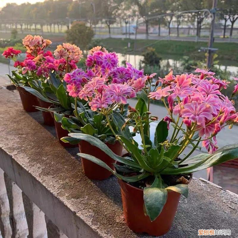多肉花盆是什么意思，一种“小肉花”，开花多又美，家里养几盆，繁花似锦，清新又美好