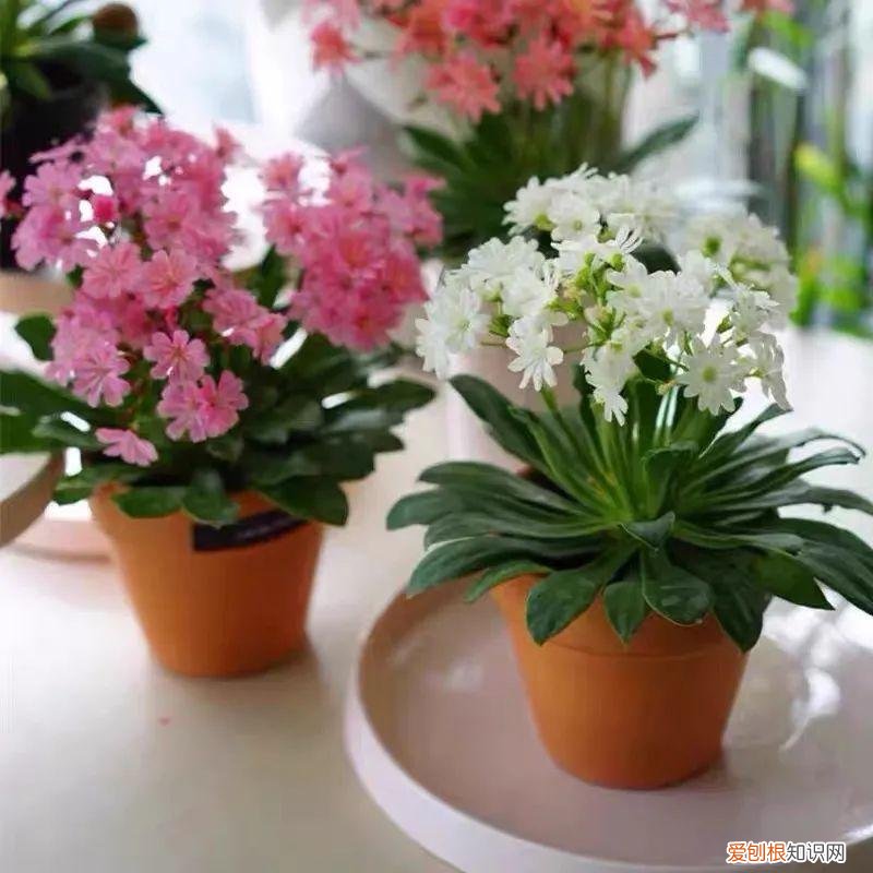 多肉花盆是什么意思，一种“小肉花”，开花多又美，家里养几盆，繁花似锦，清新又美好