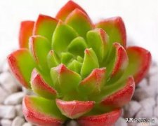 多肉春天怎么养会长的快，春天来了，多肉植物进入生长期，你了解多肉吗？知道怎样养护吗
