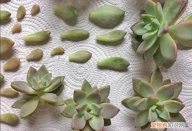多肉春天怎么养会长的快，春天来了，多肉植物进入生长期，你了解多肉吗？知道怎样养护吗