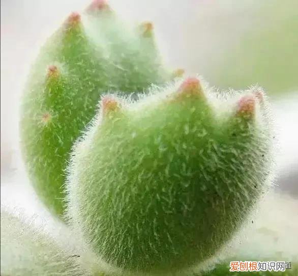 多肉春天怎么养会长的快，春天来了，多肉植物进入生长期，你了解多肉吗？知道怎样养护吗