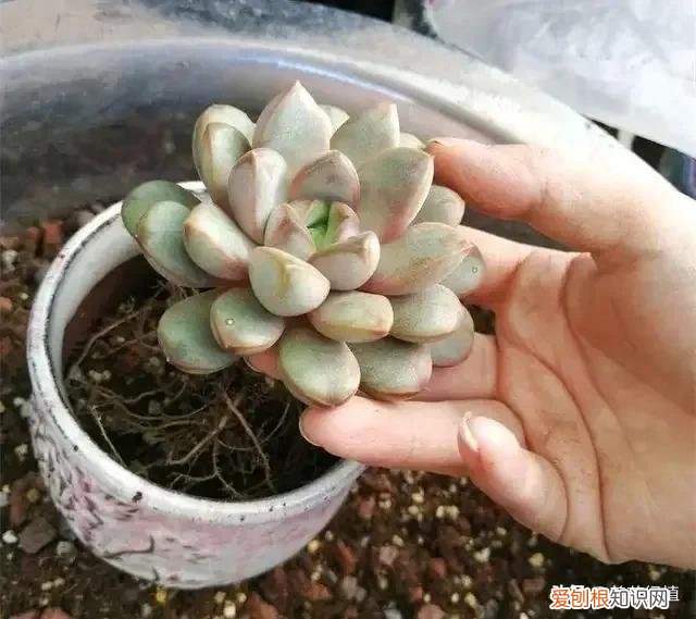 多肉春天怎么养会长的快，春天来了，多肉植物进入生长期，你了解多肉吗？知道怎样养护吗