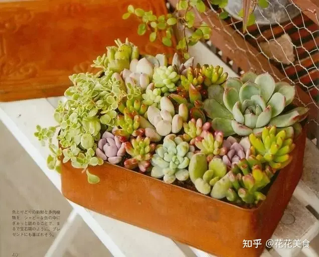二 多肉植物怎么控养?，多肉植物怎么种、养、管、护?