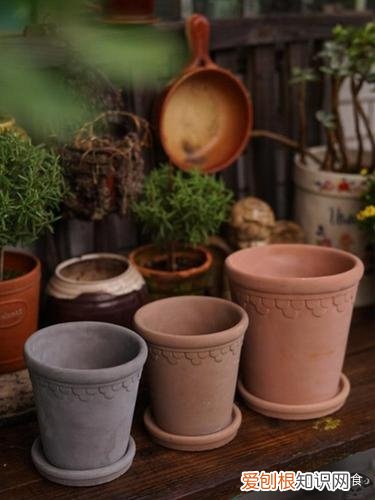 二 多肉植物怎么控养?，多肉植物怎么种、养、管、护?