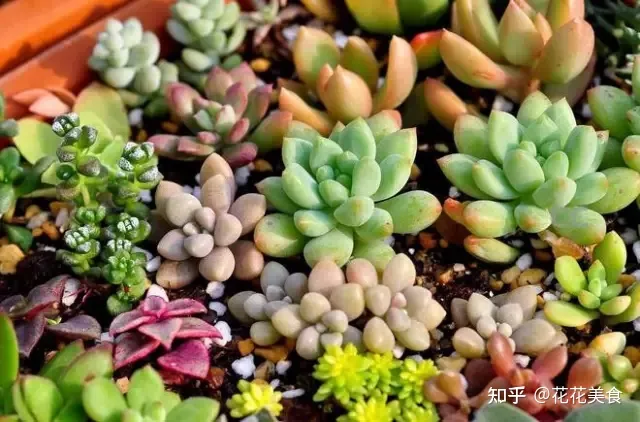 二 多肉植物怎么控养?，多肉植物怎么种、养、管、护?