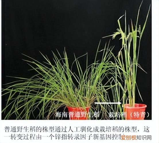 公元前5000年-公元500年 谈谈你对世界古代文明的认识，古代世界的知识积累