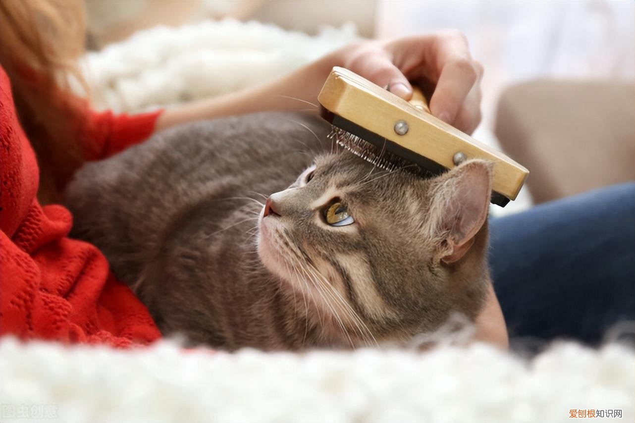 猫和狗的本质区别,关于猫猫狗狗的这25个冷知识,你知道几个?