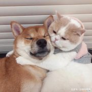 猫和狗的本质区别，关于猫猫狗狗的这25个冷知识，你知道几个？