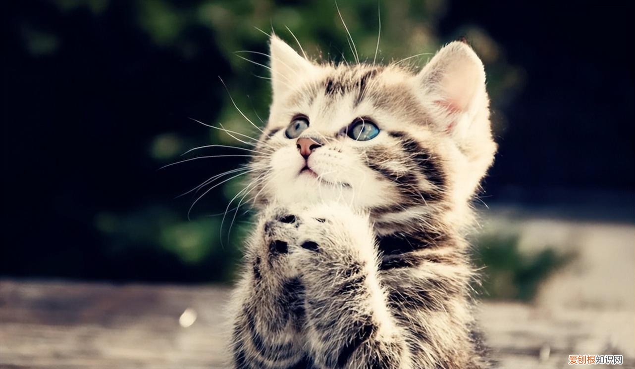 猫和狗的本质区别,关于猫猫狗狗的这25个冷知识,你知道几个?