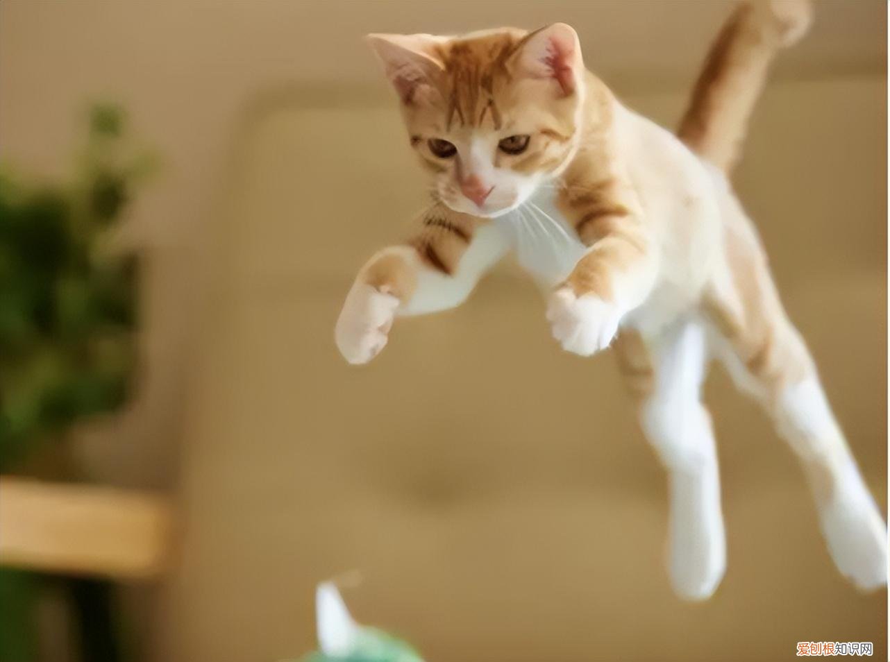猫和狗的本质区别,关于猫猫狗狗的这25个冷知识,你知道几个?