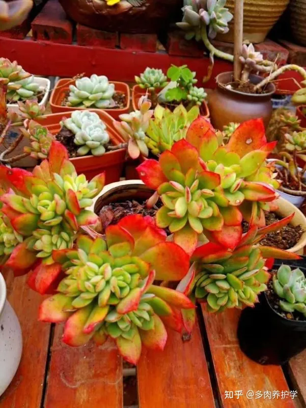 植物多肉怎么养殖视频,如何养殖多肉植物?