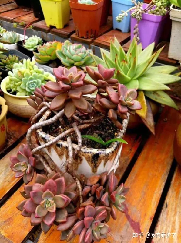 植物多肉怎么养殖视频,如何养殖多肉植物?