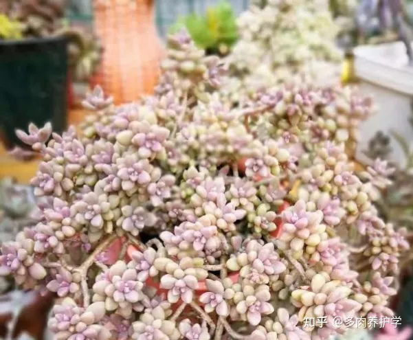 植物多肉怎么养殖视频,如何养殖多肉植物?