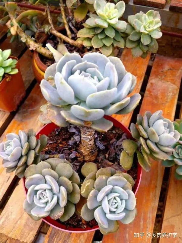 植物多肉怎么养殖视频,如何养殖多肉植物?