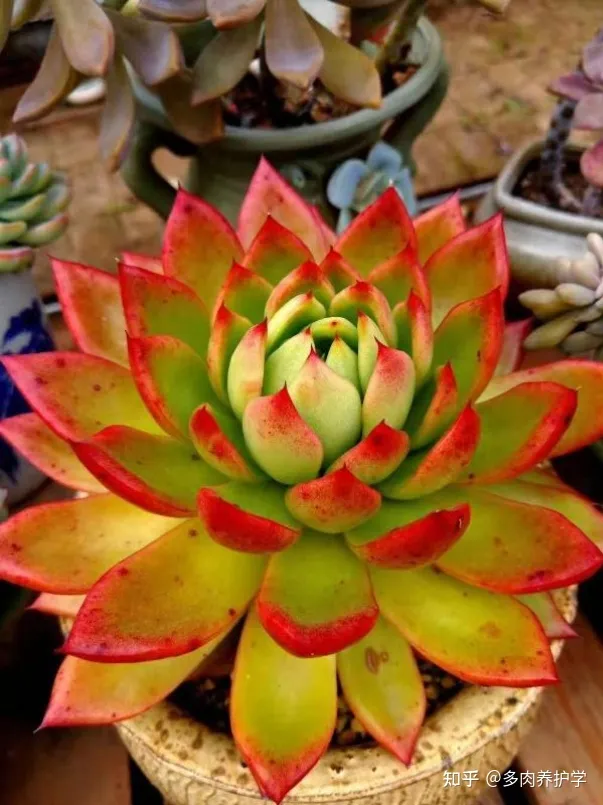 植物多肉怎么养殖视频,如何养殖多肉植物?
